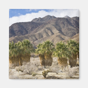 USA, California, Anza-Borrego Desert State Park. Magnet