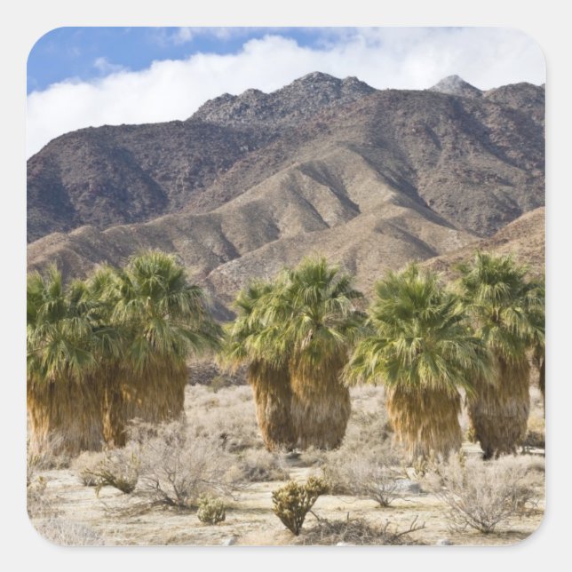 USA, California, Anza-Borrego Desert State Park. Square Sticker (Front)