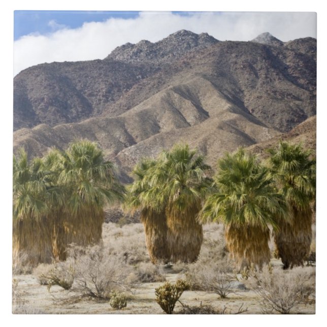 USA, California, Anza-Borrego Desert State Park. Tile (Front)