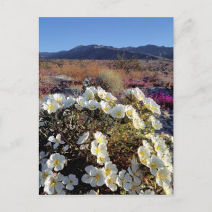USA, California, Anza-Borrego DSP. Dune evening 2 Postcard