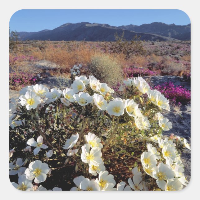USA, California, Anza-Borrego DSP. Dune evening 2 Square Sticker (Front)
