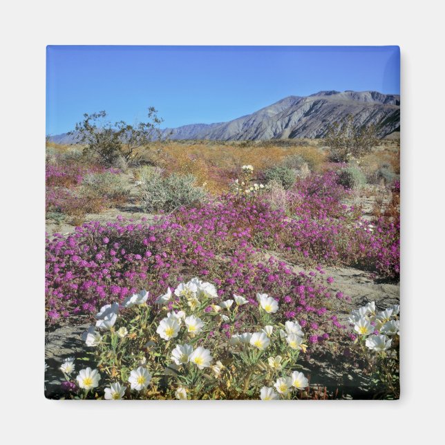 USA, California, Anza-Borrego DSP. Dune evening Magnet (Front)