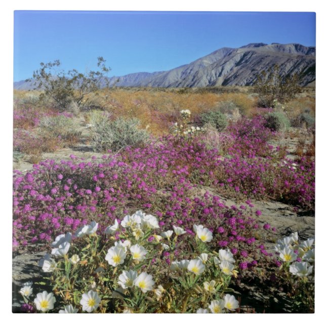 USA, California, Anza-Borrego DSP. Dune evening Tile (Front)