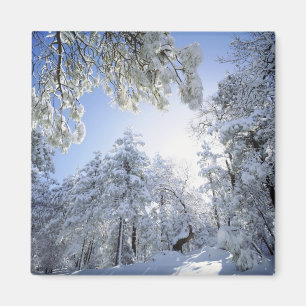 USA, California, Cleveland National Forest, Magnet