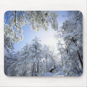 USA, California, Cleveland National Forest, Mouse Mat