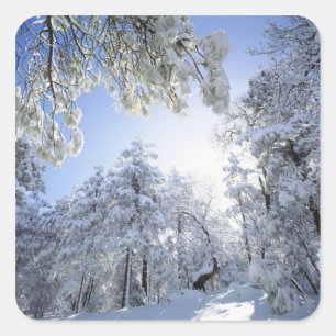 USA, California, Cleveland National Forest, Square Sticker