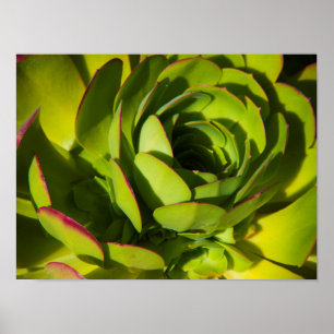 USA, California. Giant Lobelia Plant Close Up Poster