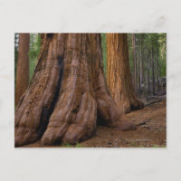 USA, California, Giant Sequoia tree
