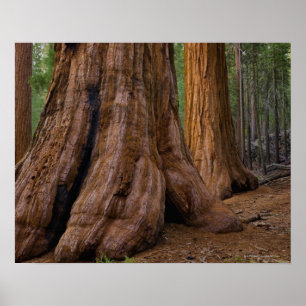 USA, California, Giant Sequoia tree Poster