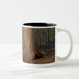 USA, California, Giant Sequoia tree Two-Tone Coffee Mug