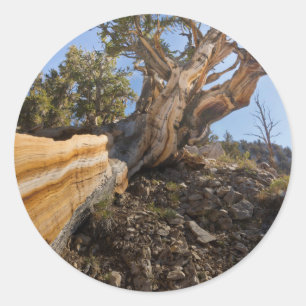 USA, California, Inyo National Forest 12 Classic Round Sticker