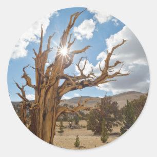 USA, California, Inyo National Forest 6 Classic Round Sticker