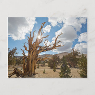 USA, California, Inyo National Forest 6 Postcard
