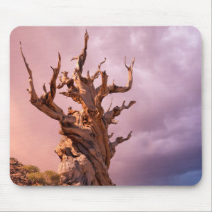 USA, California, Inyo National Forest 9 Mouse Mat