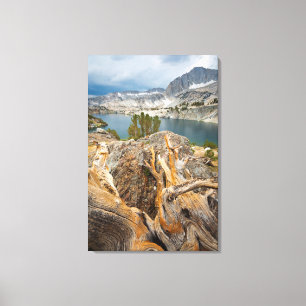 USA, California, Inyo National Forest. Canvas Print