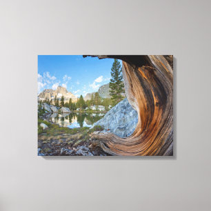 USA, California, Inyo National Forest. Old Pine Canvas Print