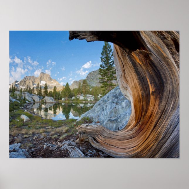 USA, California, Inyo National Forest. Old Pine Poster (Front)