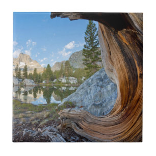 USA, California, Inyo National Forest. Old Pine Tile