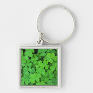 USA, California, Jedediah Smith Rewood SP. Key Ring