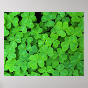 USA, California, Jedediah Smith Rewood SP. Poster