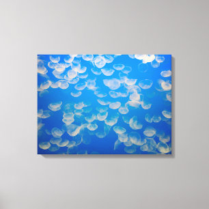 USA, California. Jellyfish In The Monterey Bay Canvas Print