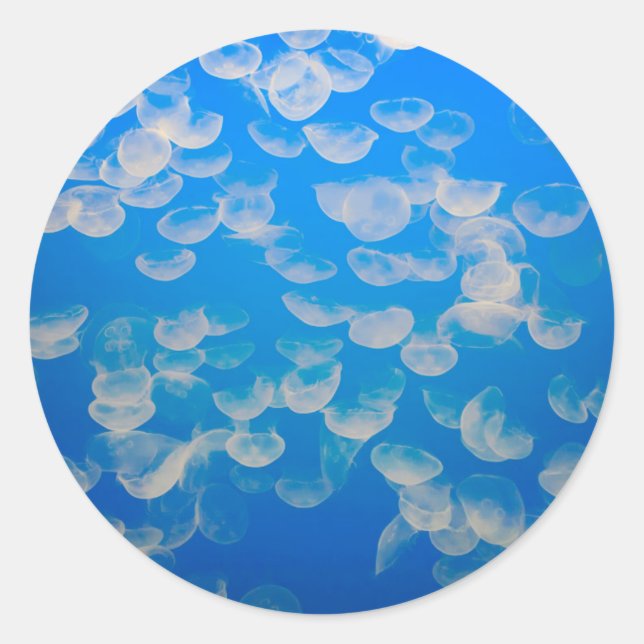 USA, California. Jellyfish In The Monterey Bay Classic Round Sticker (Front)