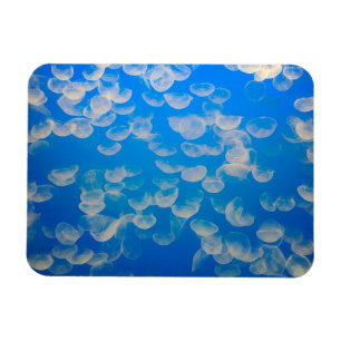 USA, California. Jellyfish In The Monterey Bay Magnet