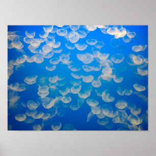 USA, California. Jellyfish In The Monterey Bay Poster