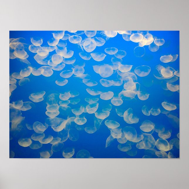 USA, California. Jellyfish In The Monterey Bay Poster (Front)