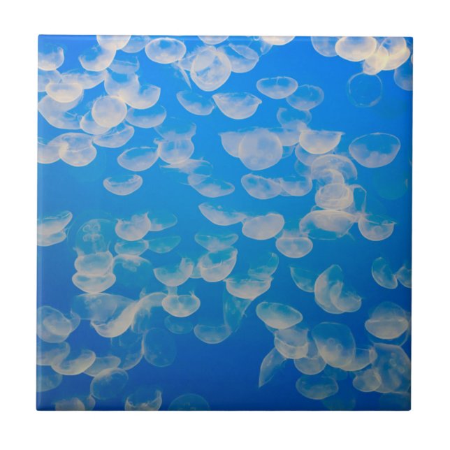 USA, California. Jellyfish In The Monterey Bay Tile (Front)