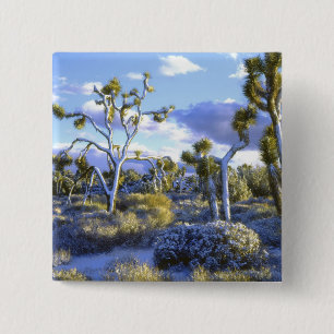 USA, California, Joshua Tree National Park. 2 15 Cm Square Badge