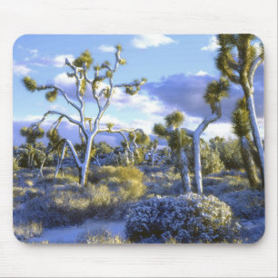 USA, California, Joshua Tree National Park. 2 Mouse Mat