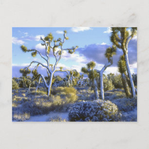 USA, California, Joshua Tree National Park. 2 Postcard