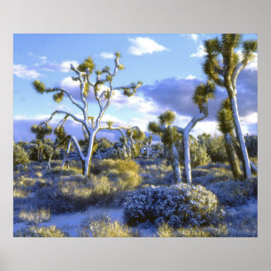 USA, California, Joshua Tree National Park. 2 Poster