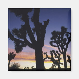 USA, California, Joshua Tree National Park, Magnet