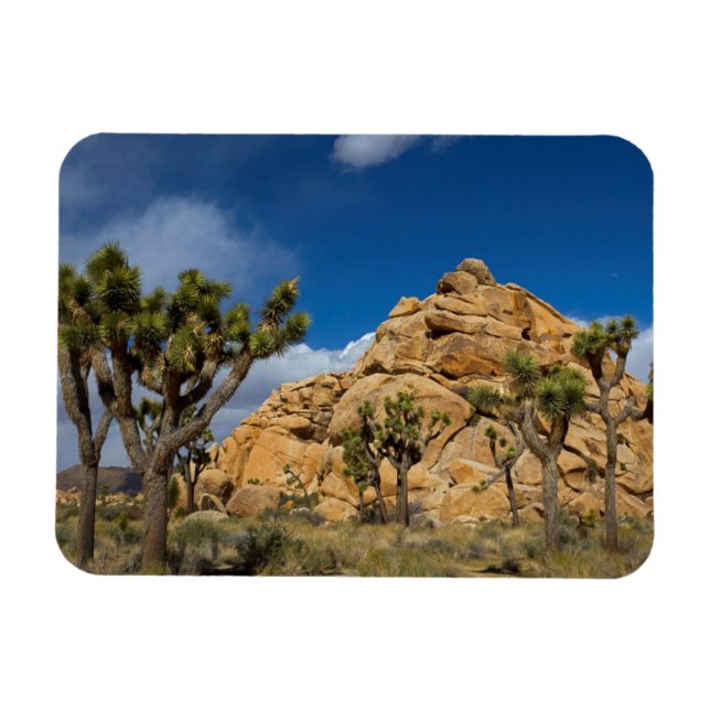 USA, California, Joshua Tree National Park Magnet (Horizontal)