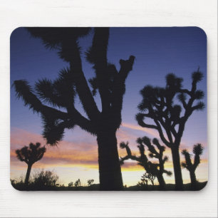 USA, California, Joshua Tree National Park, Mouse Mat