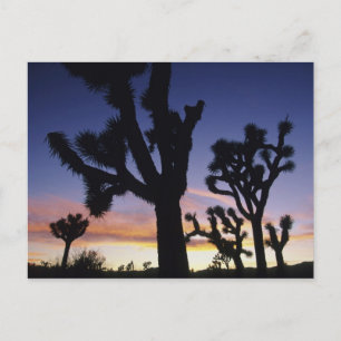 USA, California, Joshua Tree National Park, Postcard