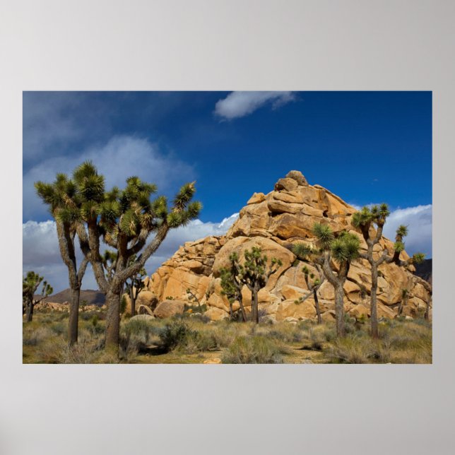 USA, California, Joshua Tree National Park Poster (Front)
