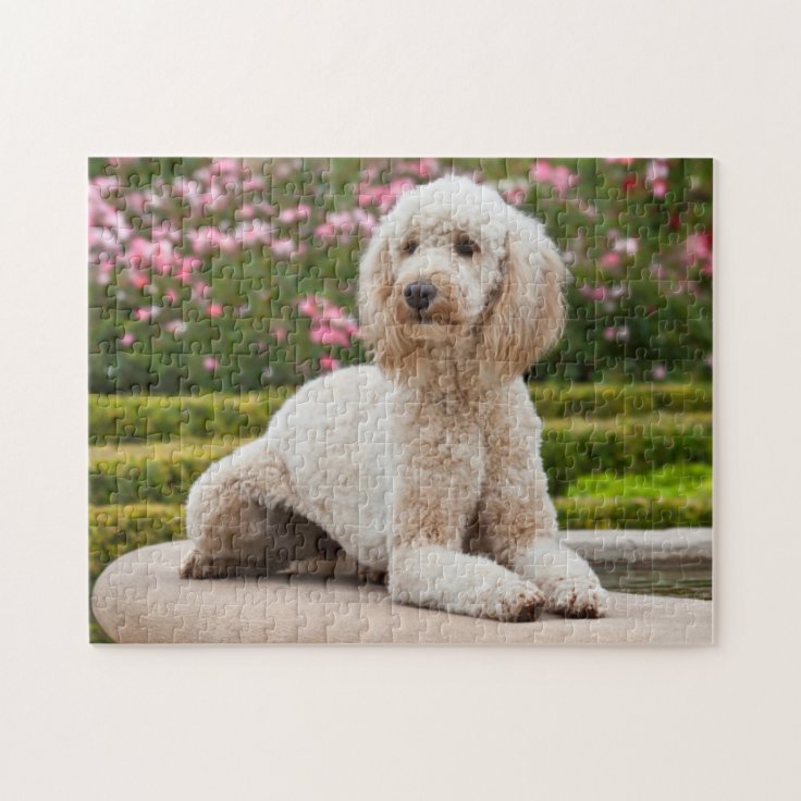 labradoodle jigsaw puzzle