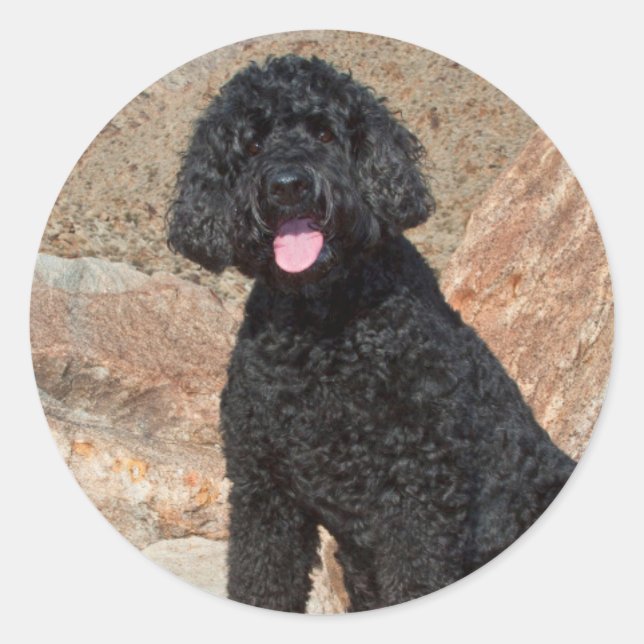 USA, California. Labradoodle Sitting Classic Round Sticker (Front)