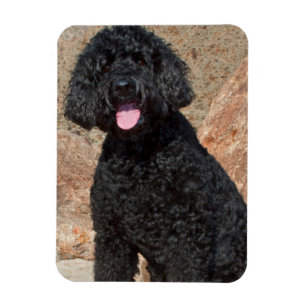 USA, California. Labradoodle Sitting Magnet