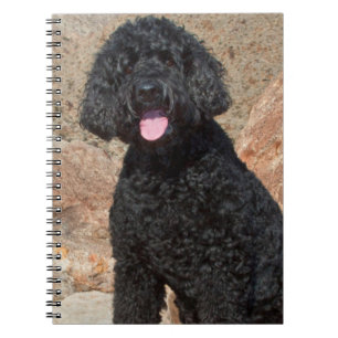 USA, California. Labradoodle Sitting Notebook