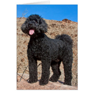 USA, California. Labradoodle Standing