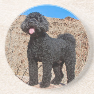 USA, California. Labradoodle Standing Coaster