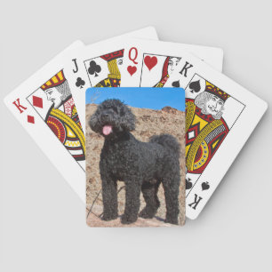 USA, California. Labradoodle Standing Playing Cards