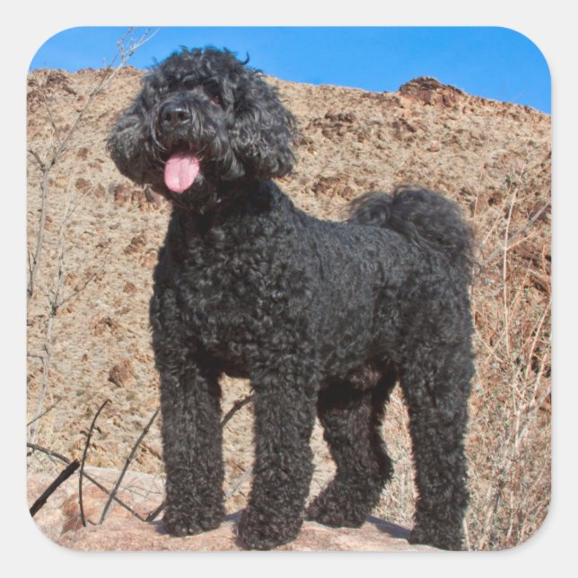 USA, California. Labradoodle Standing Square Sticker (Front)