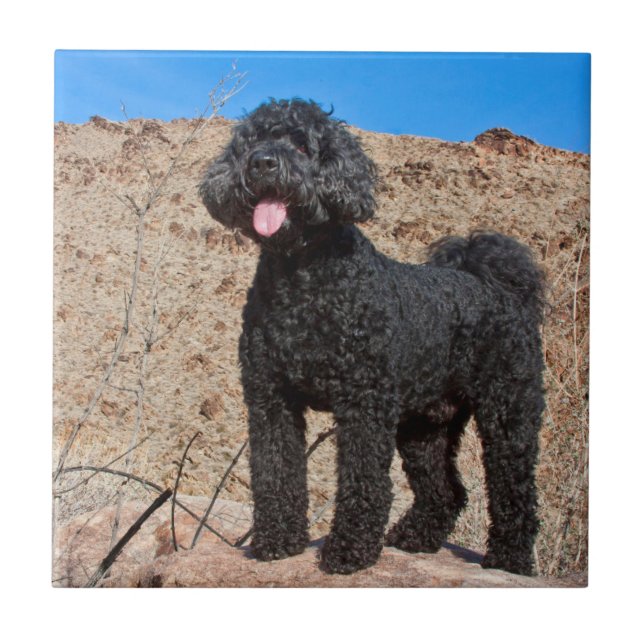 USA, California. Labradoodle Standing Tile (Front)