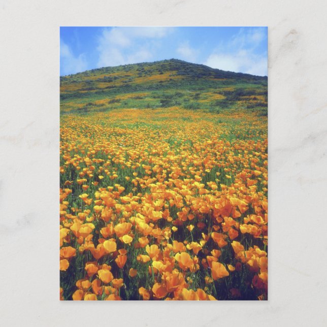 USA, California, Lake Elsinore. California Postcard (Front)