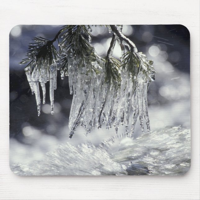 USA, California, Lake Tahoe. Icicles over Mouse Mat (Front)
